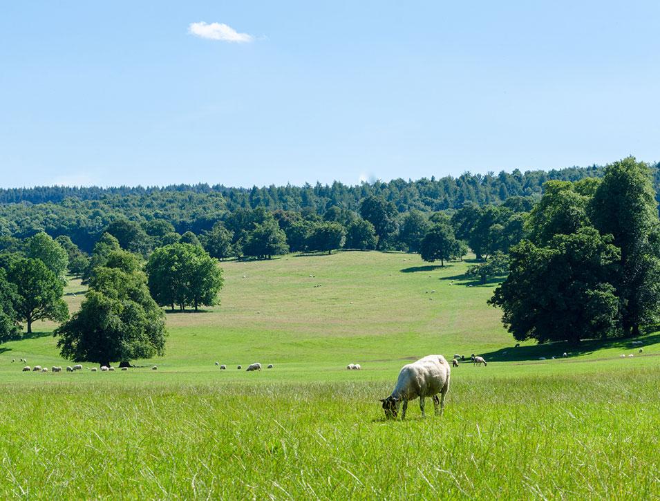 Land & Estate Management